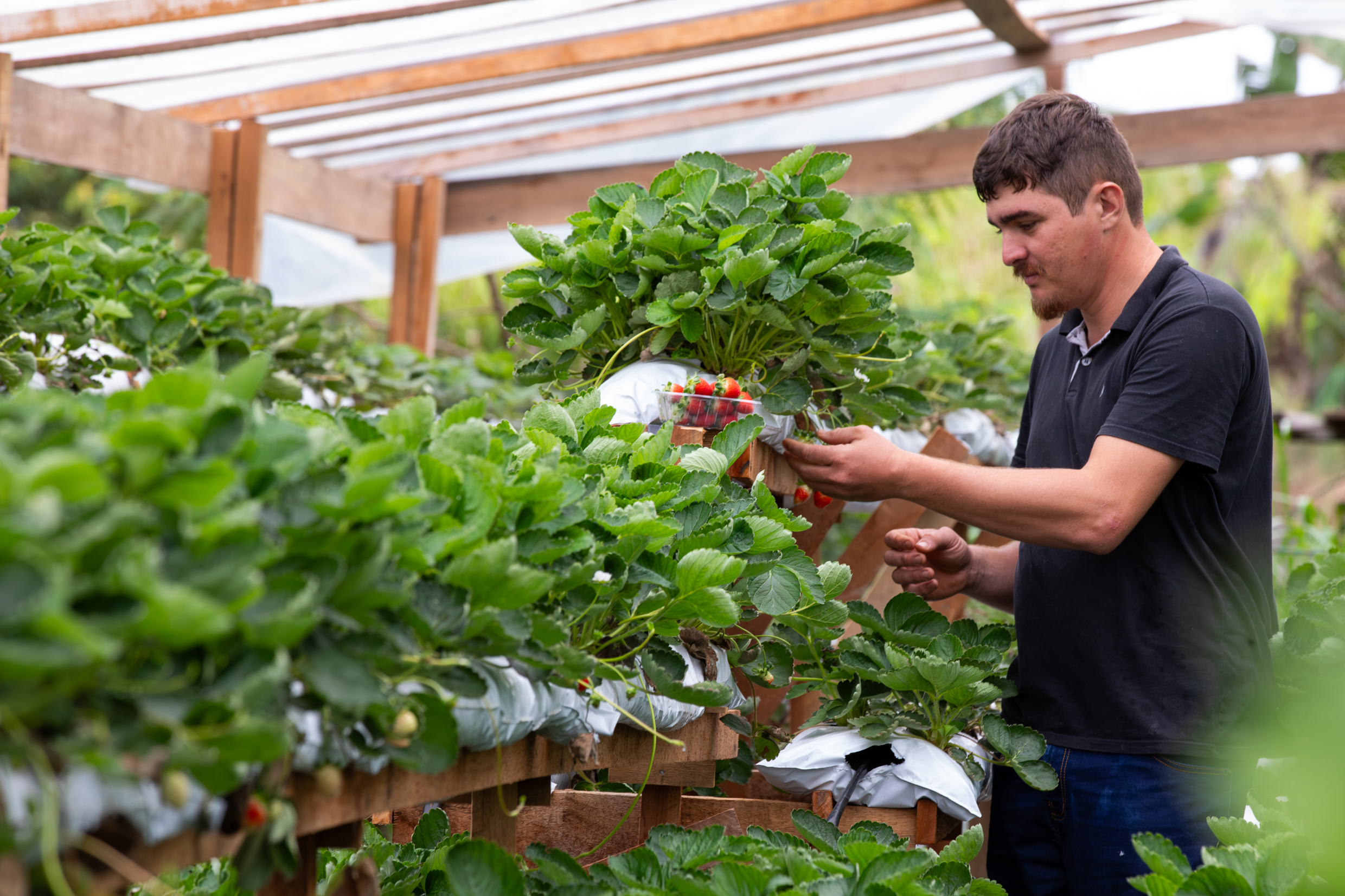 Agricultores familiares em Nova Monte Verde