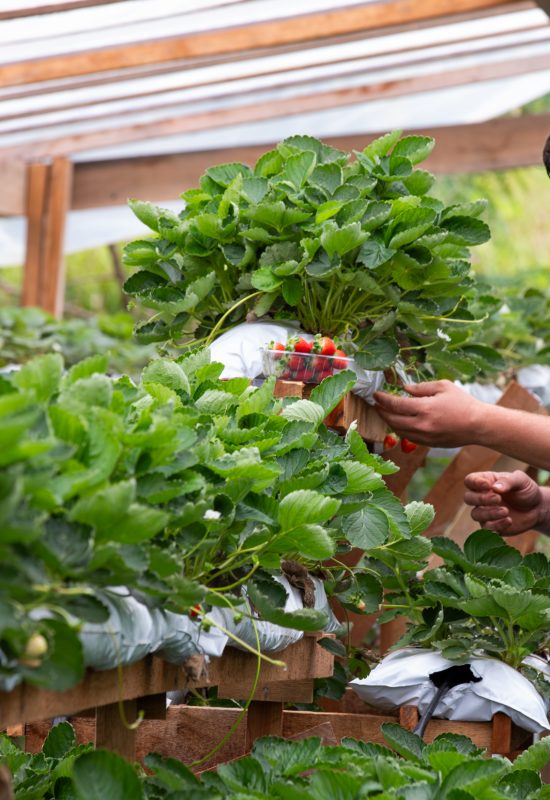 Agricultores familiares em Nova Monte Verde